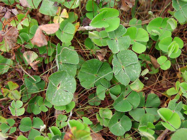 Marsilea macropoda